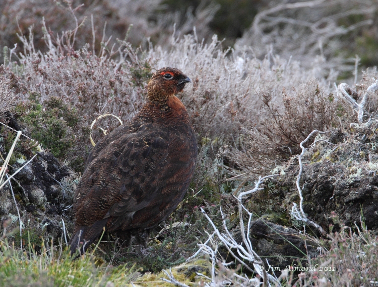 Red Grouse Lochindorb 14 5 11 IMG_8097